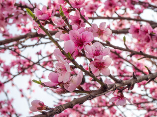 Obraz premium Prunus en fleur