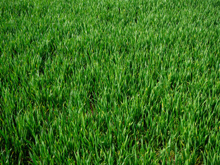 Obraz premium Gros plan sur des jeunes pousses de blé au printemps