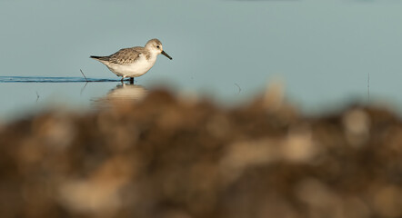 Sanderling (Calidris alba) wading in the sea, North Norfolk Coast, UK.