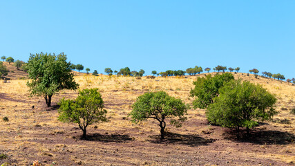 almond trees growing on a rural hill