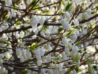 ドウダンツツジ