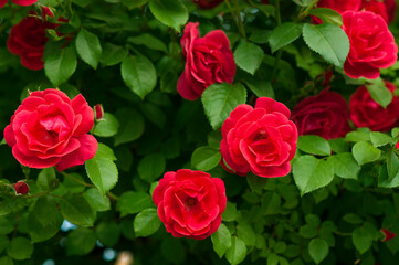 Red roses with buds on a background of a green bush. Bush of red roses is blooming in the summer.