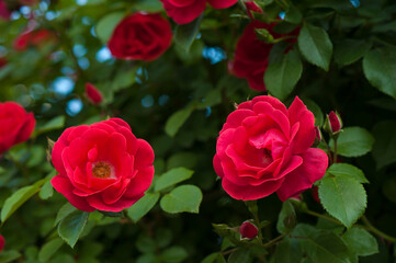 Red roses with buds on a background of a green bush. Bush of red roses is blooming in the summer.