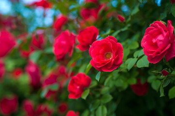 Fototapeta na wymiar Red roses with buds on a background of a green bush. Bush of red roses is blooming in the summer.