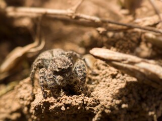 Spider on the ground