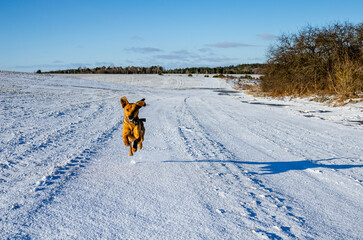 Happy dog runs to the mistress in the snow