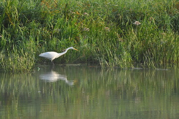 Great egret hunting fish at dawn on the river bank. Survival in the wild. Clever and agile hunter.