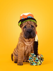 Adorable Shar-pei dog pup, sitting up facing front wearing sleeping hat with pompon. Looking...