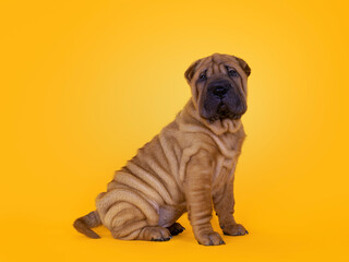 Adorable Shar-pei dog pup, sitting up side ways. Looking towards camera with cute droopy eyes. Isolated on a sunflower yellow background.