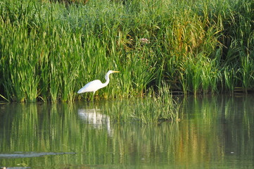 Great egret hunting fish at dawn on the river bank. Survival in the wild. Clever and agile hunter.
