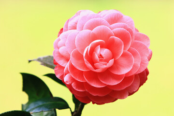 beautiful view of blooming red Camellia flower with yellow background,close-up of red flower blooming in the garden 