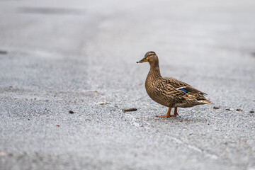 duck on the street