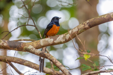 Male of White-rumped shama Beautiful red and black bird perching on the branch showing to sing.