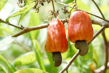 Cashew apple fruits on branch of tree. Fresh and organic. Concept. Export agricultural production...