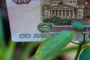  Russian ruble peeking out of a plant, money flowering