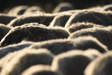 A herd of sheep grazing in pastures in Romania. Mountainous pastures with green grass. Driving the herd into the valley to milk and shear wool.