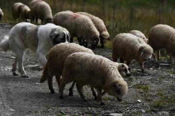 A herd of sheep grazing in pastures in Romania. Mountainous pastures with green grass. Driving the herd into the valley to milk and shear wool.