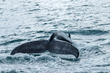 balena