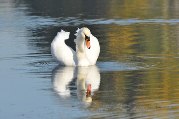 Obraz premium Mute swan swimming on the lake, river. A snow-white bird with a long neck, forming a loving couple and caring family.