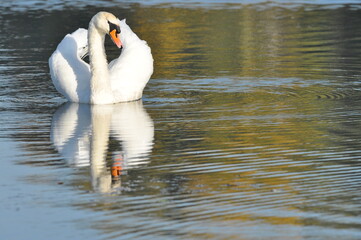 Mute swan swimming on the lake, river. A snow-white bird with a long neck, forming a loving couple...