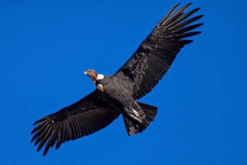 Fototapeta na wymiar condor andino en vuelo