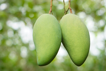Selective focus on green mango fruits hangs on tree. Seasonal and agriculture crops in Thailand.