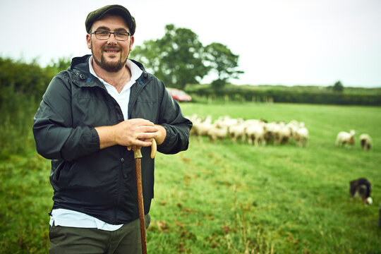 The sheep are out and about. Portrait of a cheerful young farmer standing with a cane while a flock of sheep grazes in the background on a open field.
