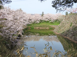奈良、郡山城跡の桜。