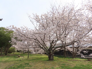 奈良、郡山城跡の桜。