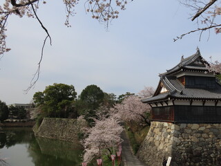奈良、郡山城跡の桜。