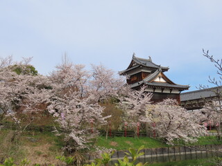 奈良、郡山城跡の桜。