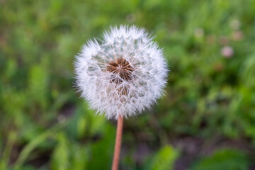 A single fluffy dandelion on a blurred green background. Side view of large dandelion on the bon, close-up. A backing with dandelion for branding, calendar, postcard, poster, banner, cover, website