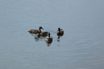 Ducks swimming in a pond