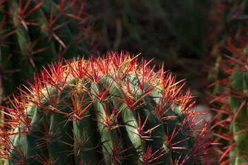 Naklejka na ściany i meble Cactus in the desert