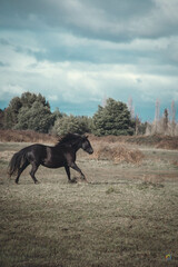 Caballo cabalgando