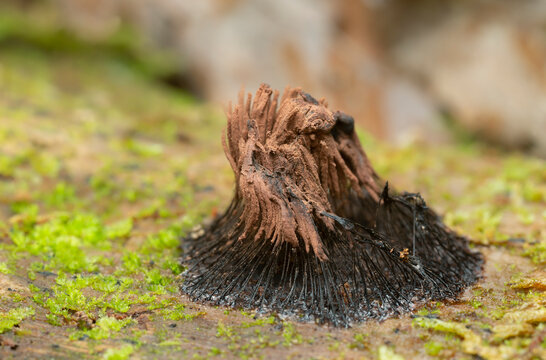 Stemonitis slime mould growing on wood