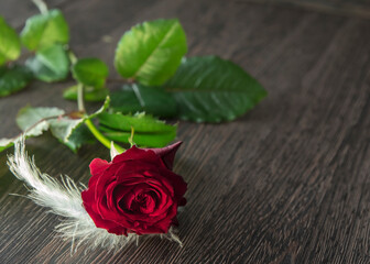 czerwona róża z piórem z okazji walentynek, dnia kobiet, dnia matki - obrazy, fototapety, plakaty
