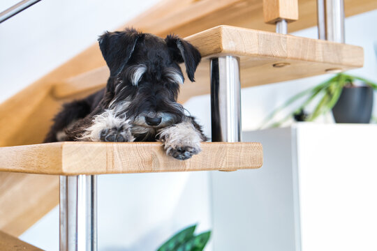 Pies odpoczywający na schodach