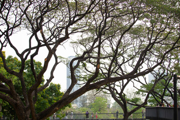 Elevated walkway 5-7 meters in a park full of large trees. Providing shady and relaxing atmosphere for those who come to relax after work.