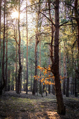 Fototapeta premium Beutiful sunset in the polish forest at the cold afternoon