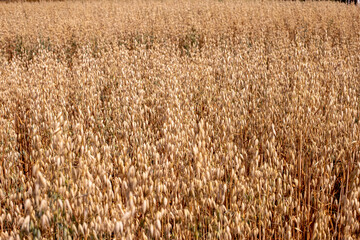 Photo of golden barley field