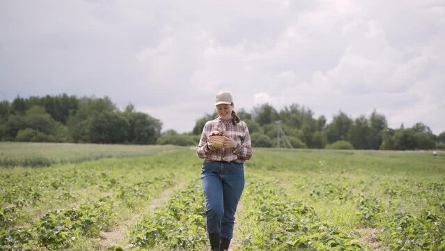 Happy plump woman in plaid shirt, cap and jeans walks through green sunny strawberry field. Farmer lifts large ripe strawberry up, twists berry and smiles. Lady puts fruit in harvest basket.