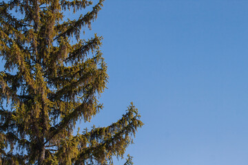Sprawling spruce branches against the blue sky.