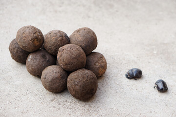 Pile of soil dung balls and dung beetles. Roll dung into round balls. Concept : weird wildlife animals.                 
