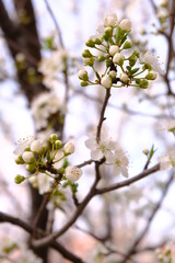 White Plum Blossoms And Buds On a Branch.  Bright Sky Background.