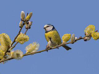 Blue Tit in Willow tree © Dave