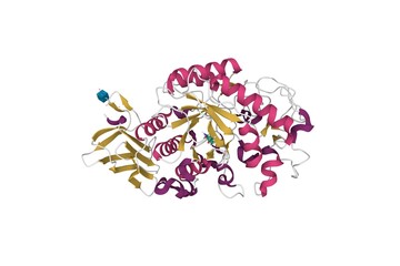 Crystal structure of human pancreatic alpha amylase. 3D cartoon model, secondary structure color scheme, PDB 5u3a, white background