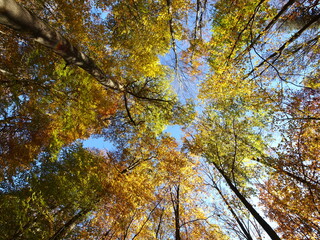 Herbstliche Stimmung