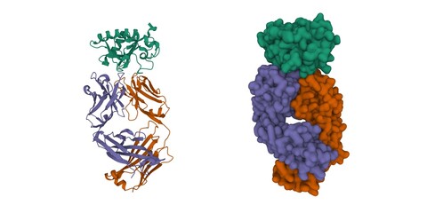 Structure of Sonic hedgehog (green) bound to the 5E1 fab fragment. 3D cartoon and Gaussian surface models, PDB 3mxw, chain identity color scheme, white background