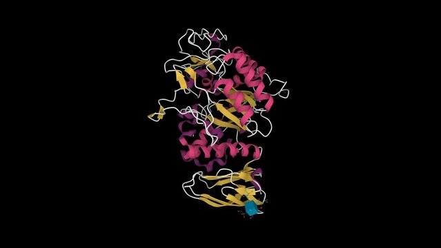 Crystal structure of human pancreatic alpha amylase. Animated 3D cartoon model, secondary structure color scheme, PDB 5u3a, black background